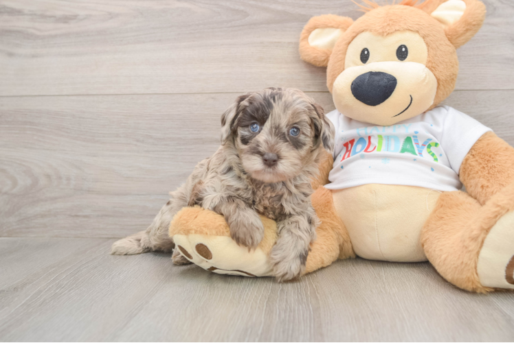 Mini Labradoodle Puppy for Adoption