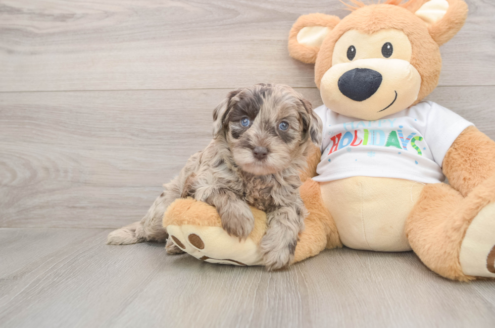 5 week old Mini Labradoodle Puppy For Sale - Premier Pups