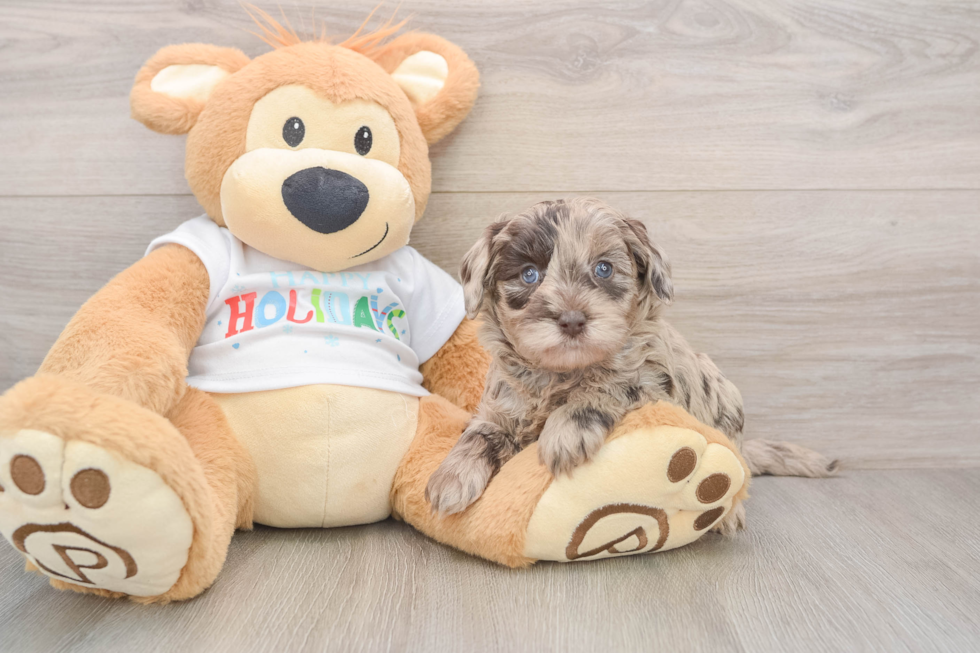 Best Mini Labradoodle Baby