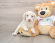 5 week old Mini Labradoodle Puppy For Sale - Premier Pups