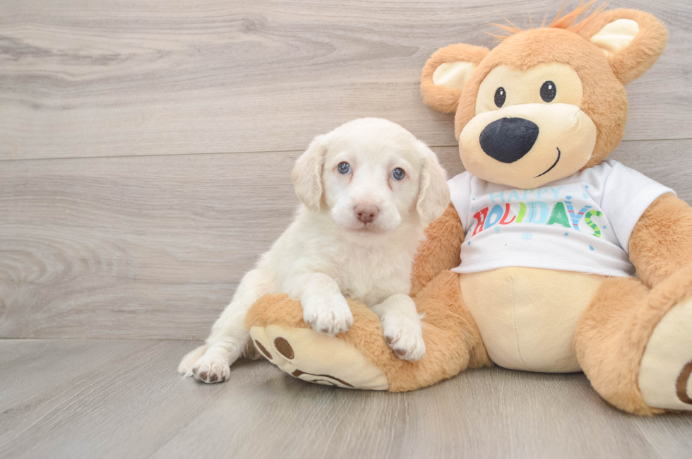 5 week old Mini Labradoodle Puppy For Sale - Premier Pups