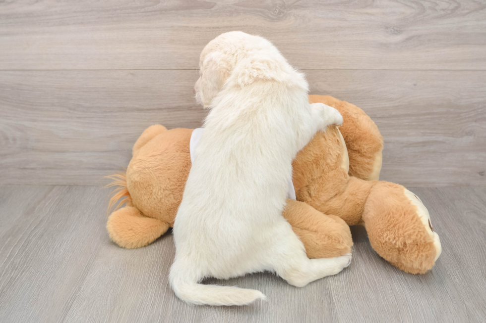 Playful Labrapoo Poodle Mix Puppy