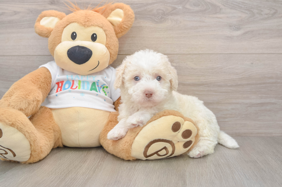 5 week old Mini Labradoodle Puppy For Sale - Premier Pups