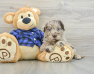 7 week old Mini Labradoodle Puppy For Sale - Premier Pups