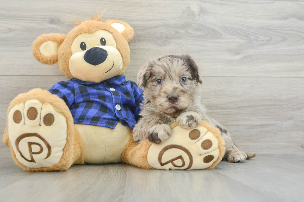 6 week old Mini Labradoodle Puppy For Sale - Premier Pups