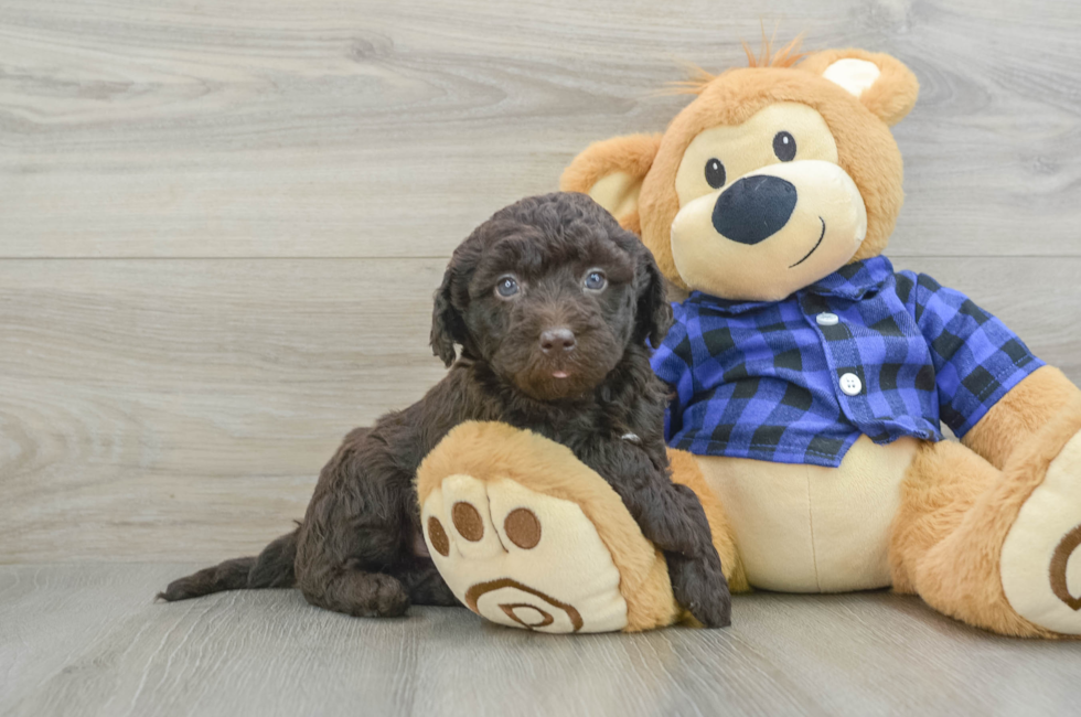 6 week old Mini Labradoodle Puppy For Sale - Premier Pups