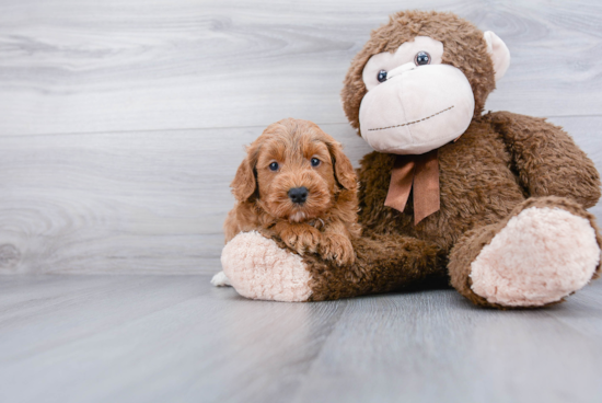 Small Mini Labradoodle Baby