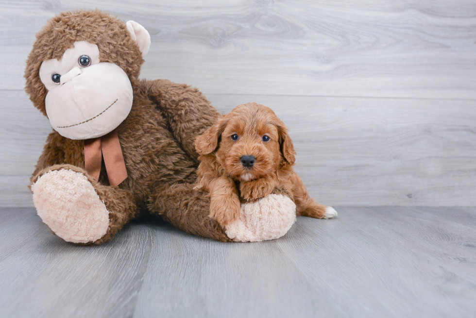 Mini Labradoodle Pup Being Cute