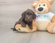 5 week old Mini Labradoodle Puppy For Sale - Premier Pups