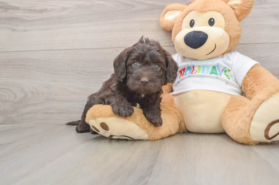 5 week old Mini Labradoodle Puppy For Sale - Premier Pups