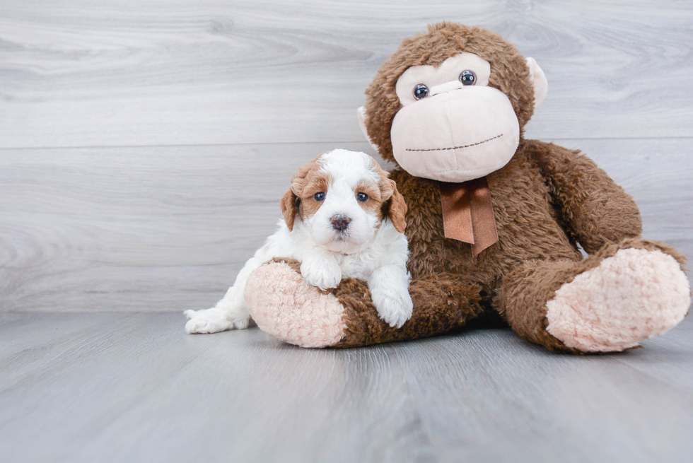 Hypoallergenic Labrador Poodle Mix Puppy