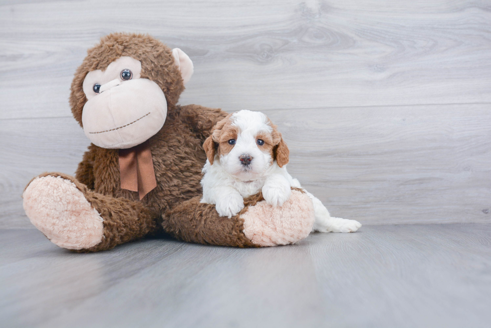 Cute Mini Labradoodle Baby