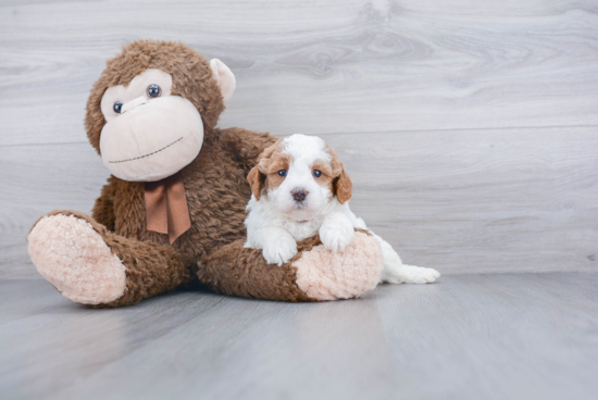 Cute Mini Labradoodle Baby