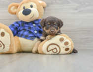 7 week old Mini Labradoodle Puppy For Sale - Premier Pups
