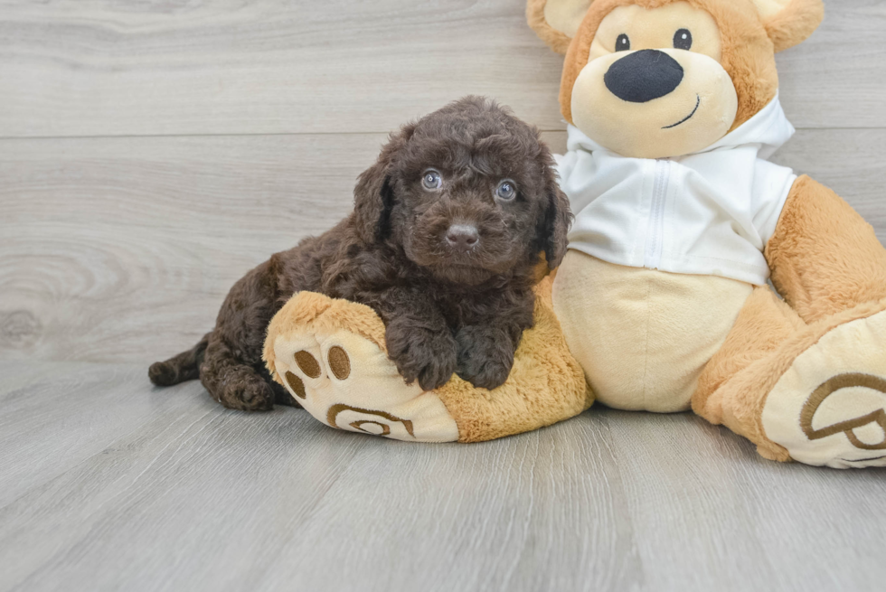 Energetic Labrador Poodle Mix Puppy