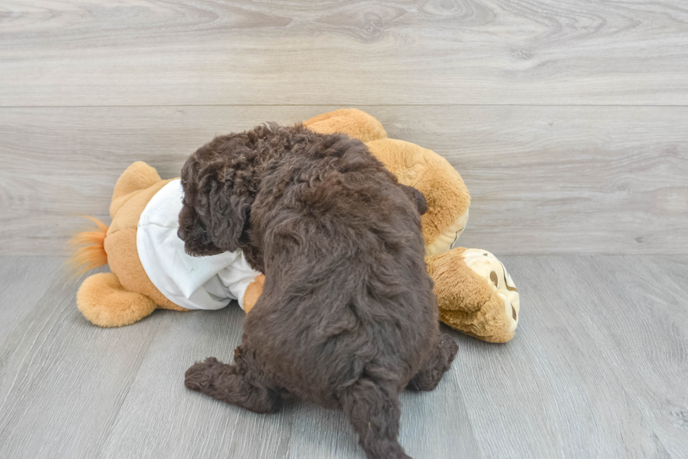 Best Mini Labradoodle Baby