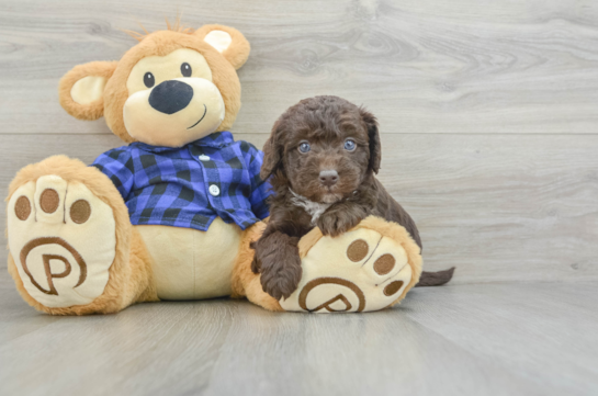 Playful Labrapoo Poodle Mix Puppy