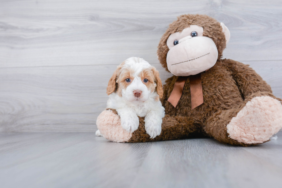 Hypoallergenic Labrador Poodle Mix Puppy