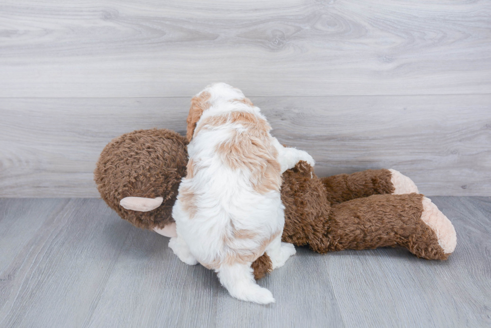 Popular Mini Labradoodle Poodle Mix Pup