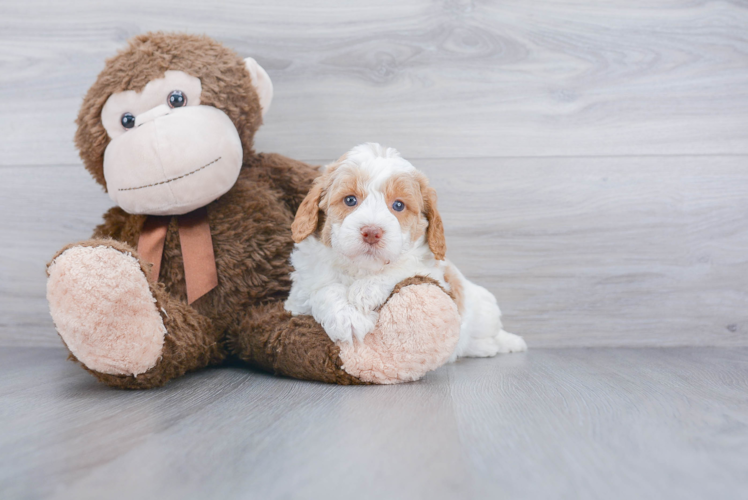 Hypoallergenic Labrador Poodle Mix Puppy