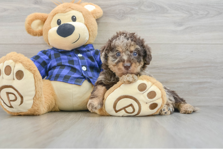 Mini Labradoodle Pup Being Cute