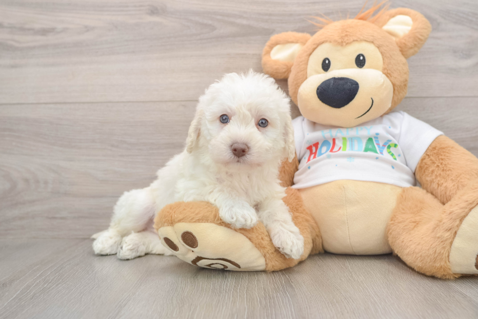 Small Mini Labradoodle Baby