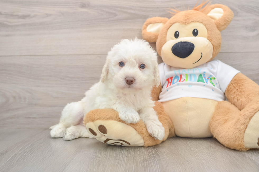 5 week old Mini Labradoodle Puppy For Sale - Premier Pups