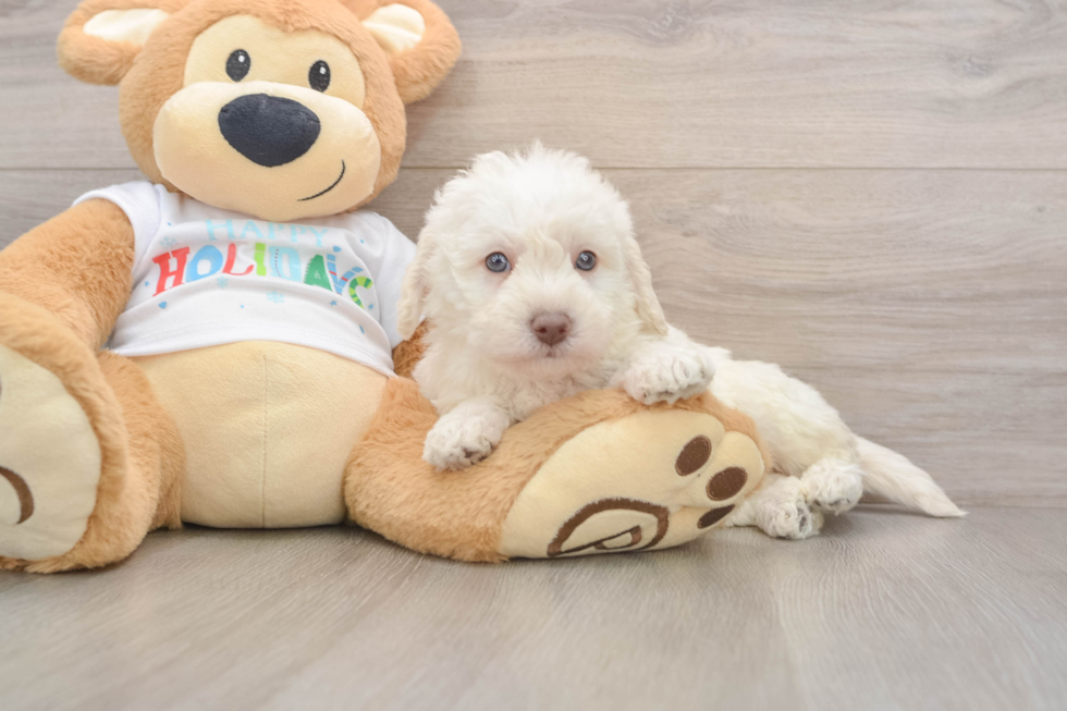 Mini Labradoodle Puppy for Adoption