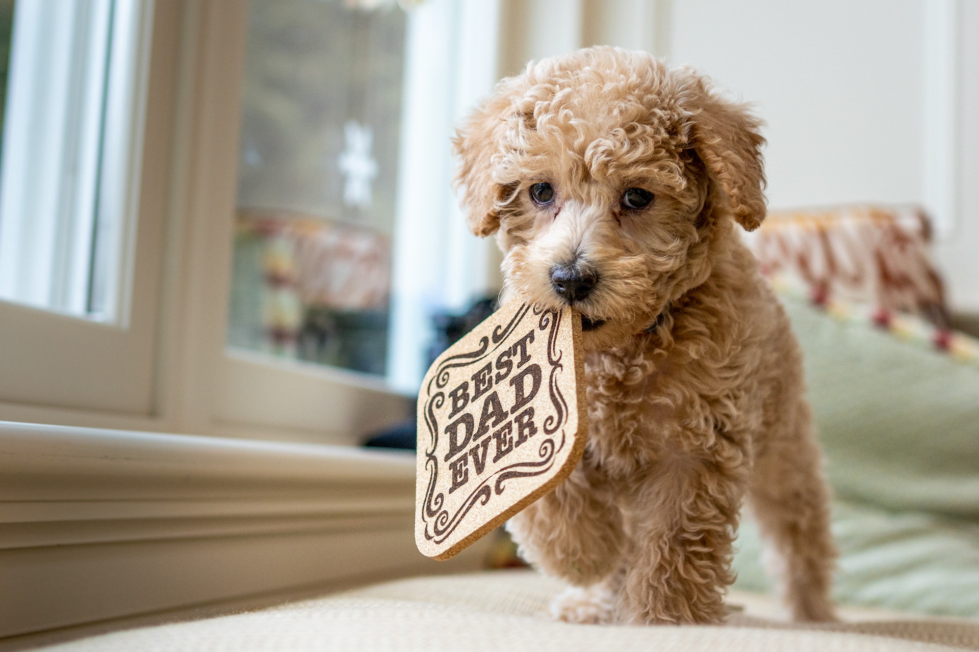 Mini Labradoodle Pros and Cons Top 8 Things to Know