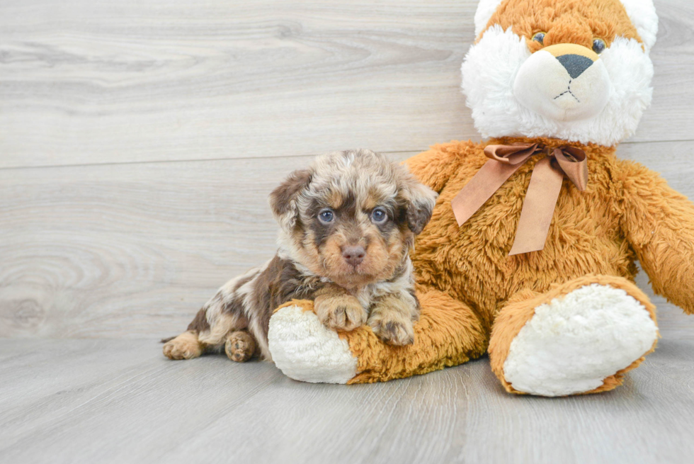 Playful Labrador Poodle Mix Puppy