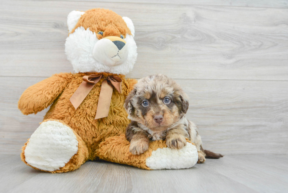 Playful Labrador Poodle Mix Puppy