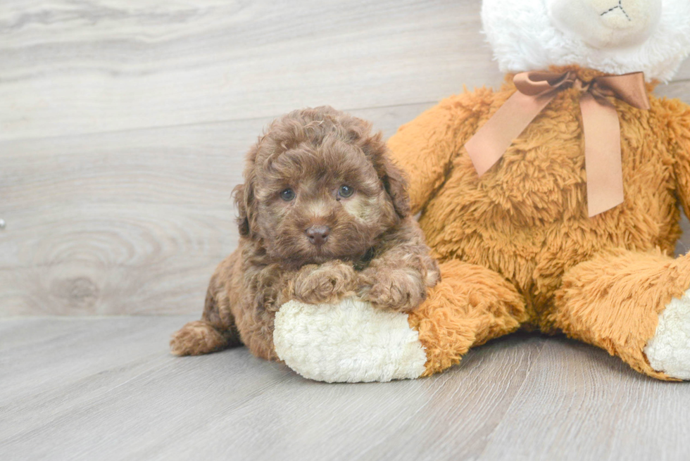 Small Mini Labradoodle Baby