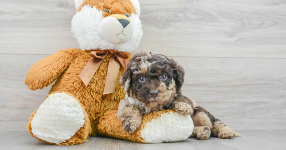 Small Mini Labradoodle Rango: 4lb 7oz Doodle Puppy