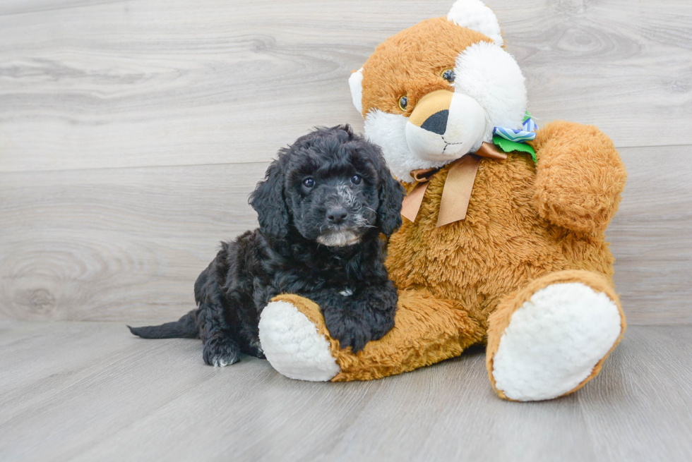 Mini Labradoodle Pup Being Cute