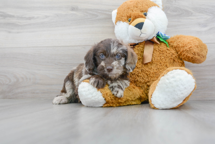 Cute Mini Labradoodle Baby