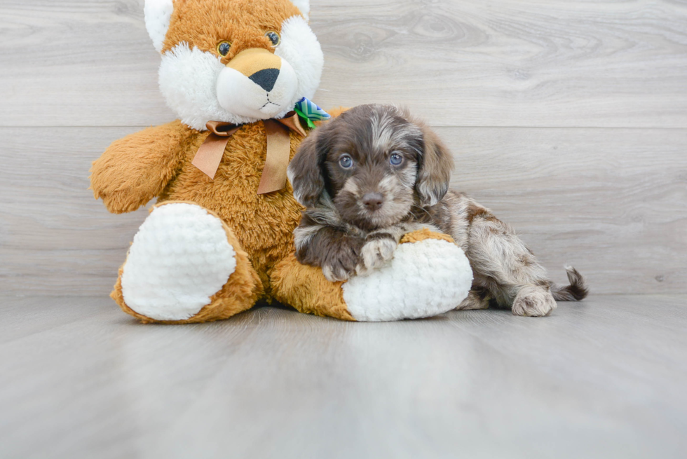 Friendly Mini Labradoodle Baby