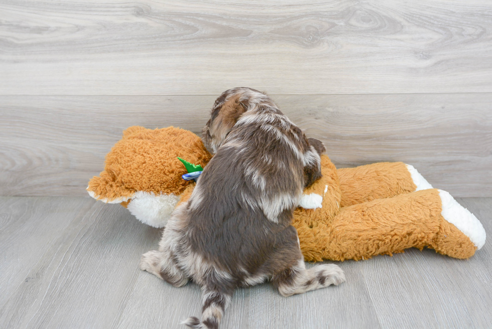 Mini Labradoodle Puppy for Adoption