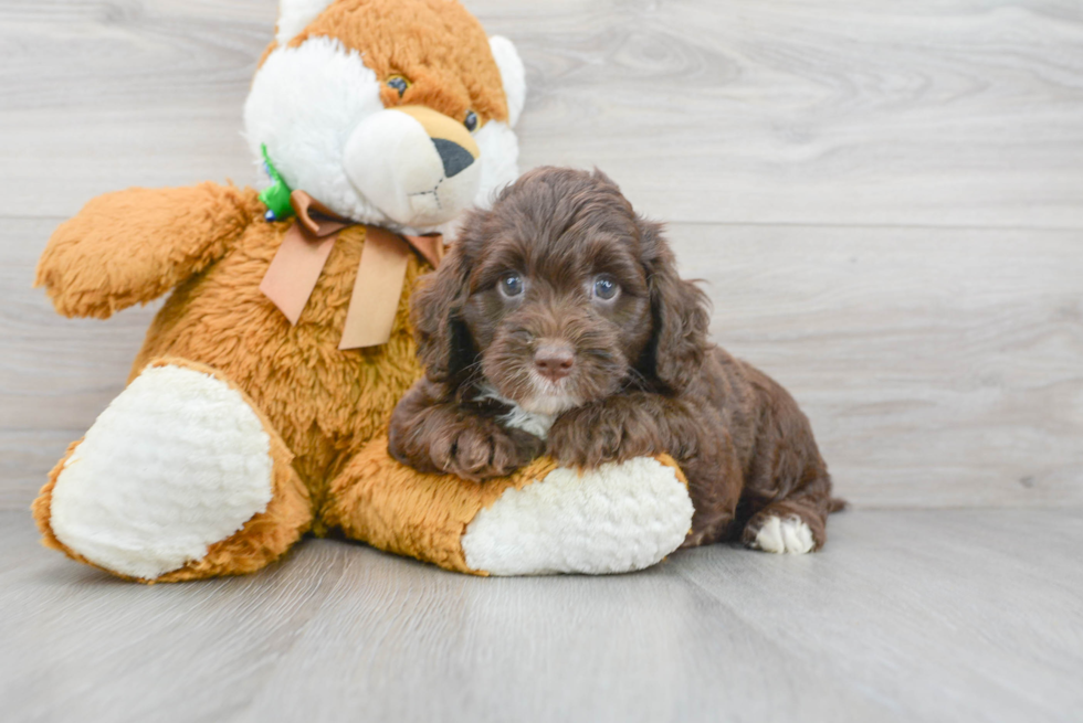 Mini Labradoodle Pup Being Cute