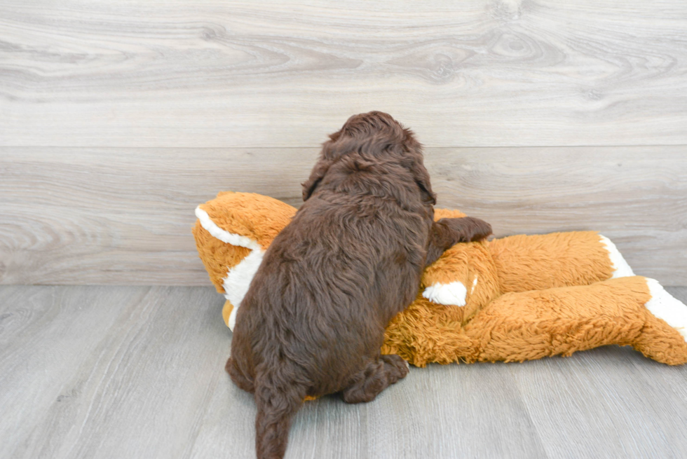 Cute Labrador Poodle Mix Puppy