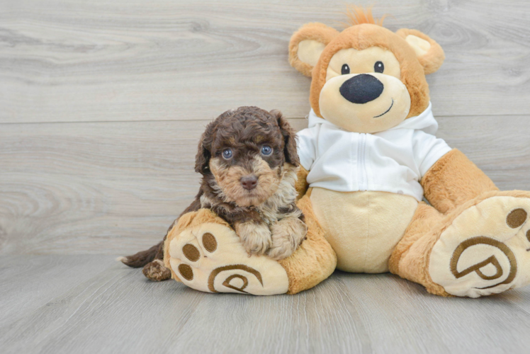 Happy Mini Labradoodle Baby