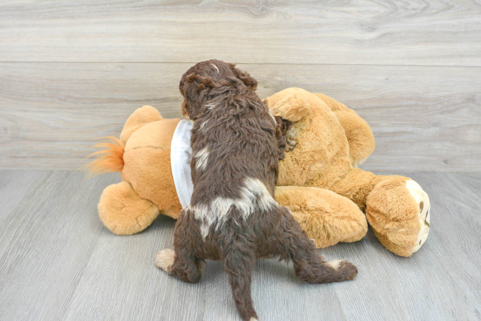 Adorable Labrador Poodle Mix Puppy