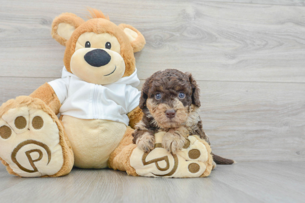 Best Mini Labradoodle Baby
