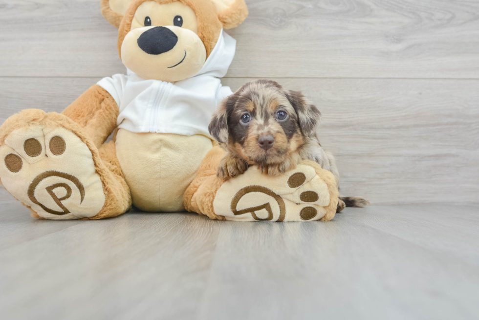 Mini Labradoodle Puppy for Adoption