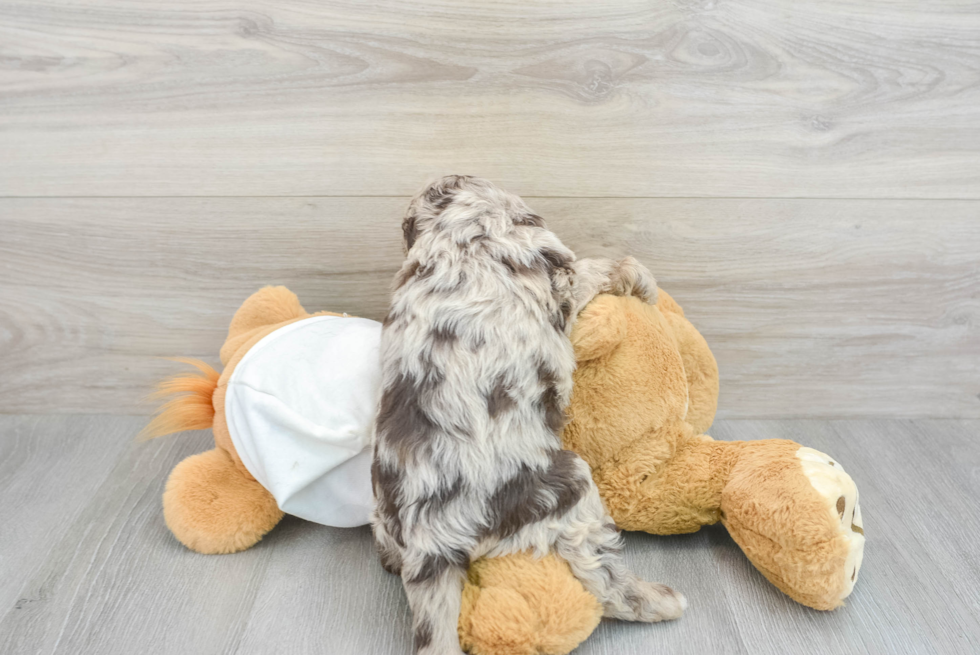 Happy Mini Labradoodle Baby