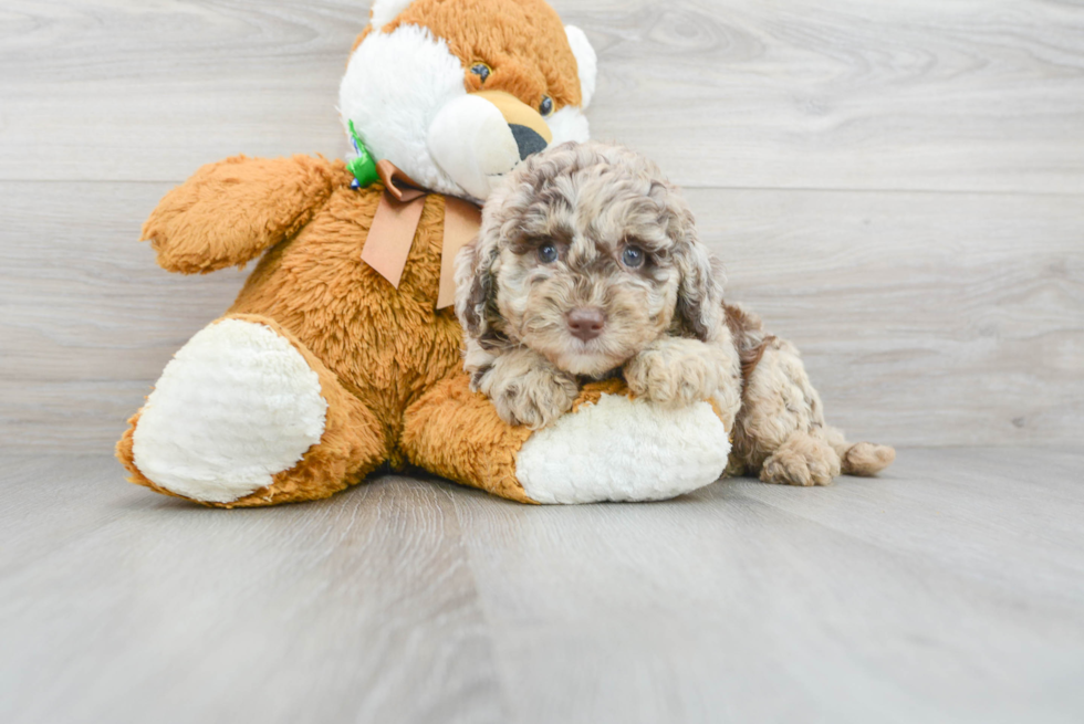 Playful Labrador Poodle Mix Puppy