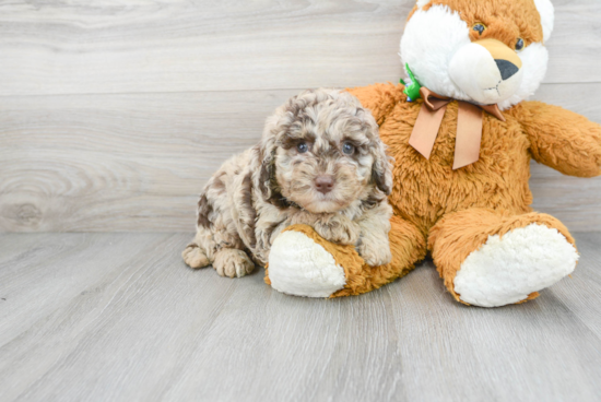 Mini Labradoodle Puppy for Adoption