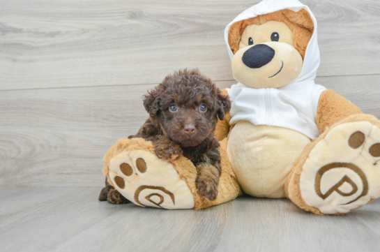 Mini Labradoodle Puppy for Adoption