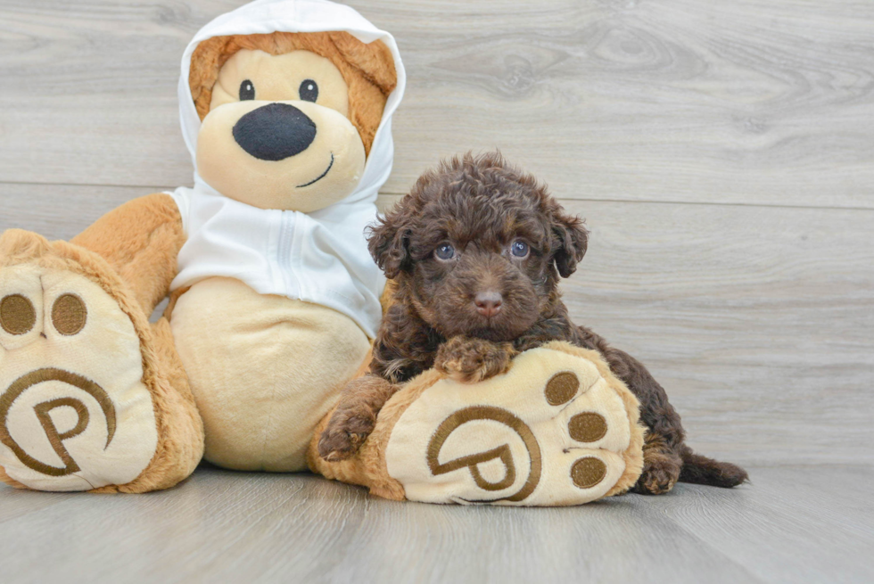 Cute Mini Labradoodle Baby