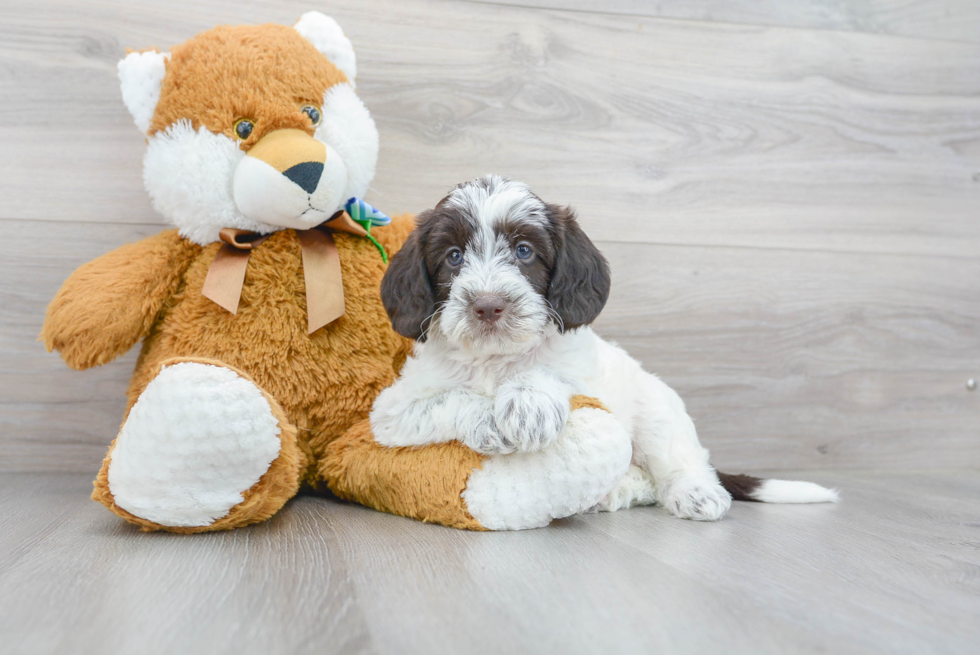 Adorable Labrador Poodle Mix Puppy