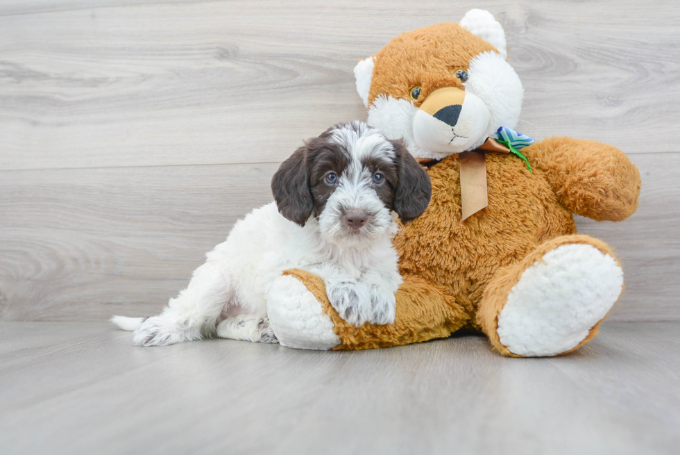 Mini Labradoodle Puppy for Adoption